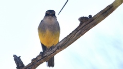 Eopsaltria griseogularis