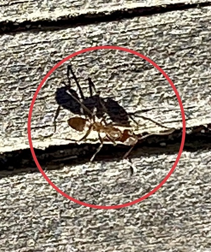 iNaturalist observation photo of Argentine Ant
