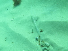 Sepioteuthis australis