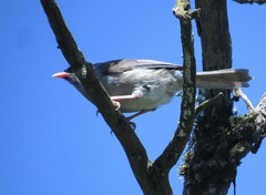 Sylvia nigricapillus