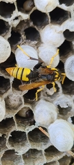 Polistes tepidus