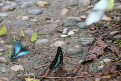 Graphium