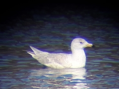 Larus hyperboreus leuceretes