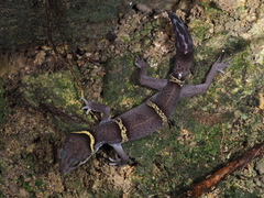Goniurosaurus hainanensis