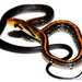 Black Copper Rat Snake - Photo (c) knotsnake, some rights reserved (CC BY-NC)