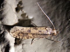 Cephitinea obscurostrigella