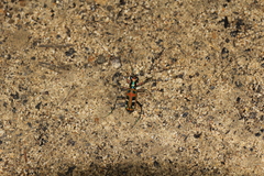 Cosmodela barmanica