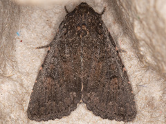 Aseptis ethnica