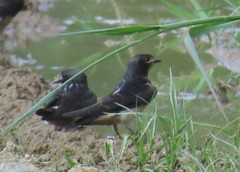 Petrochelidon spilodera