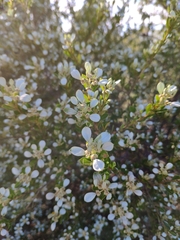 Spyridium spathulatum