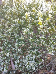 Spyridium spathulatum