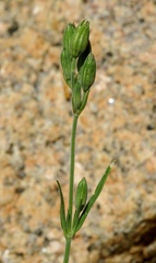 Silene aprica