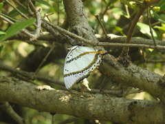 Polyura nepenthes