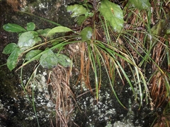 Luzula picta pallida
