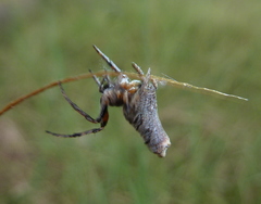 Acroaspis