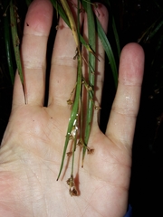 Luzula picta pallida