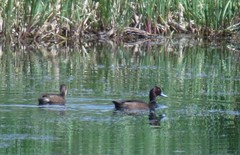 Netta erythrophthalma