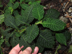 Hoffmannia phoenicopoda