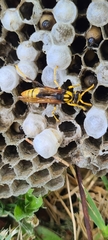 Polistes tepidus