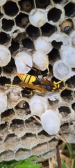 Polistes tepidus