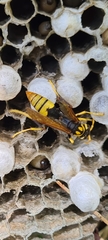 Polistes tepidus