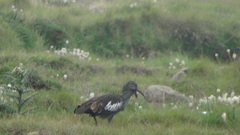 Bostrychia carunculata