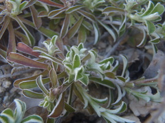 Antennaria marginata