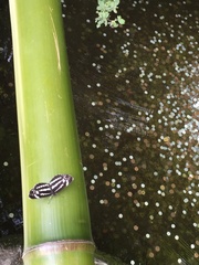 Neptis pryeri