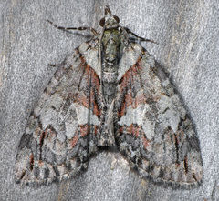 Hydriomena nevadae