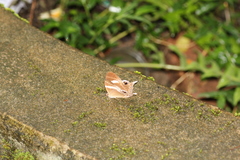 Abisara neophron