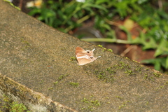 Abisara neophron