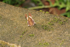 Abisara neophron