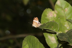 Abisara neophron