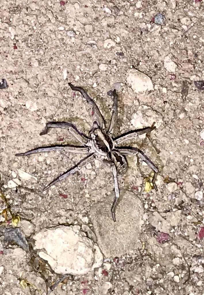Carolina Wolf Spider