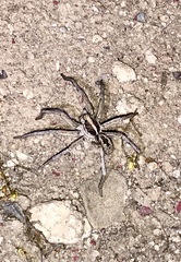Carolina Wolf Spider