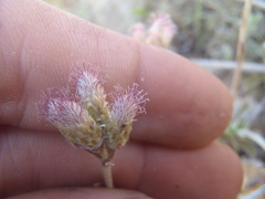 Antennaria marginata