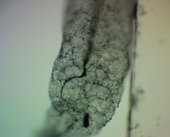 Stemonitis flavogenita