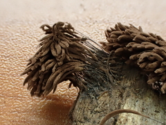 Stemonitis flavogenita