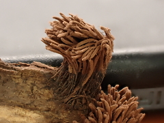 Stemonitis flavogenita