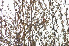 Carpodacus erythrinus grebnitskii