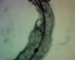 Stemonitis flavogenita