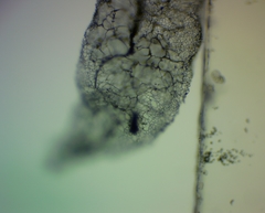 Stemonitis flavogenita