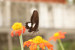 Papilio castor