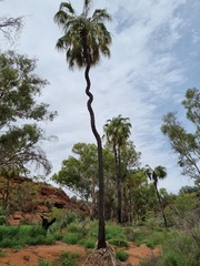 Livistona mariae