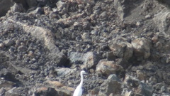 Egretta gularis