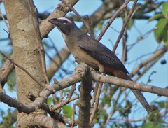 Saltator grandis yucatanensis