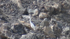 Egretta gularis