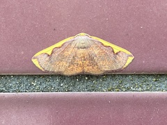 Nothomiza flavicosta