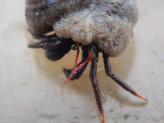 Pagurus hemphilli