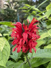 Pachystachys coccinea